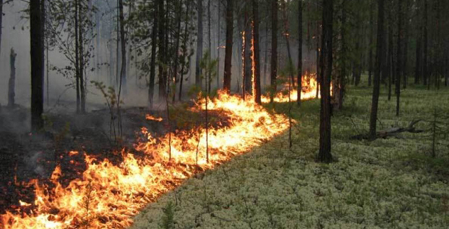 У Києві за останні 12 днів зафіксовано 144 пожежі в екосистемах загальною площею більше 30 га