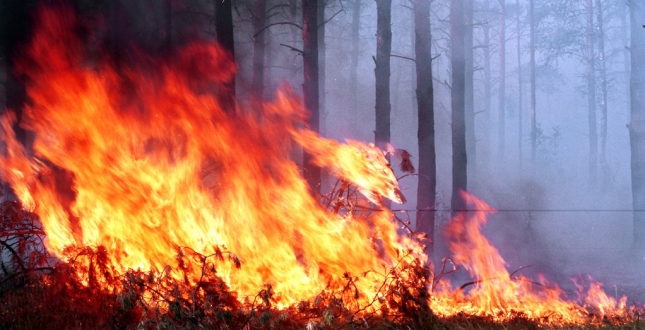 Із 23 березня до 4 квітня вогнеборці 131 раз виїжджали на гасіння пожеж в екосистемах Києва