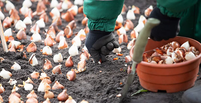 Сьогодні у столиці висадили 100 тисяч тюльпанів, подарованих Королівством Нідерланди (+фото)